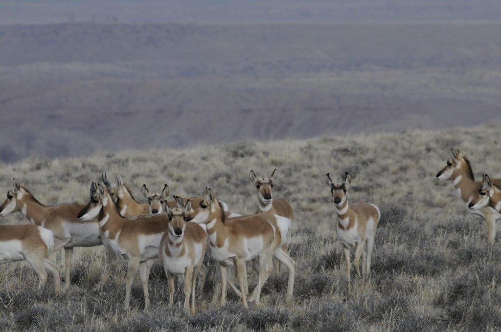 Pronghorn-at-CBC-site-scaled.jpg