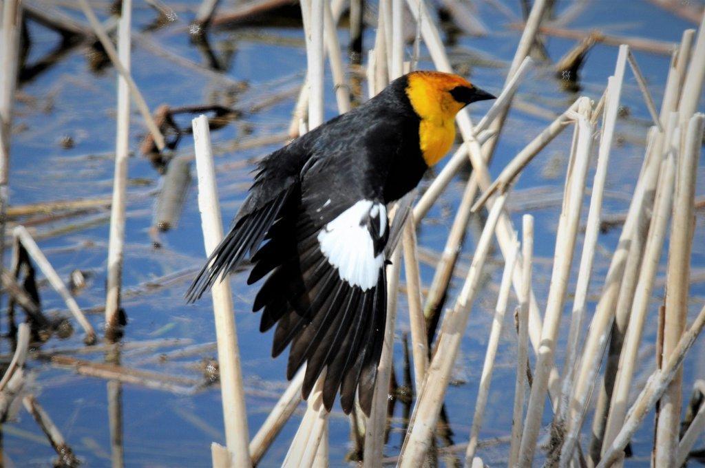 Copy-of-wing-of-yellow-headed-blackbird-scaled.jpg