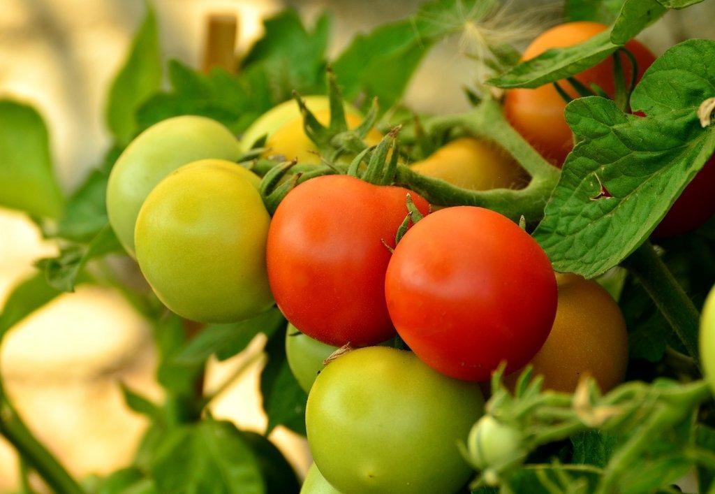 tomatoes-879441_1920.jpg