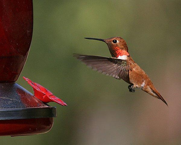 Linda-West-Rufous-hummingbird-male.jpg