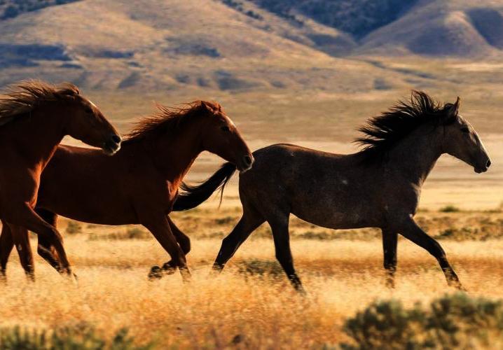 free-roaming-wild-horses.jpg