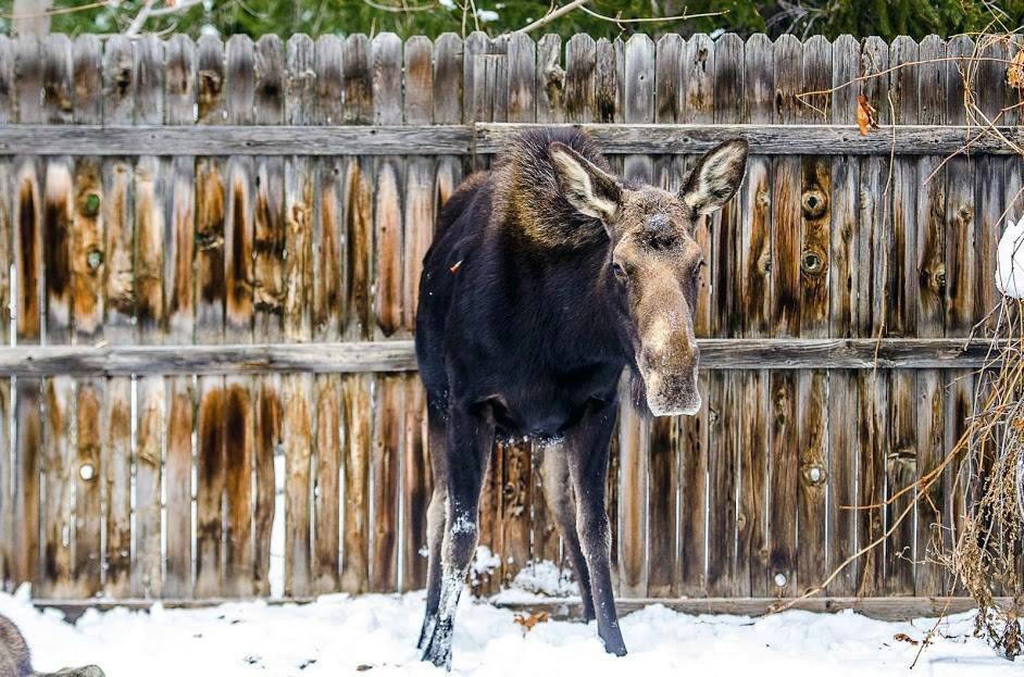 2-28-2019_moose_in_springville_yard_after_being_hit_with_tranquilizer_dart.jpg