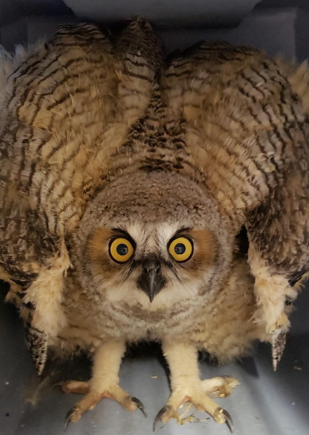 Juvenile-great-horned-owl.jpg