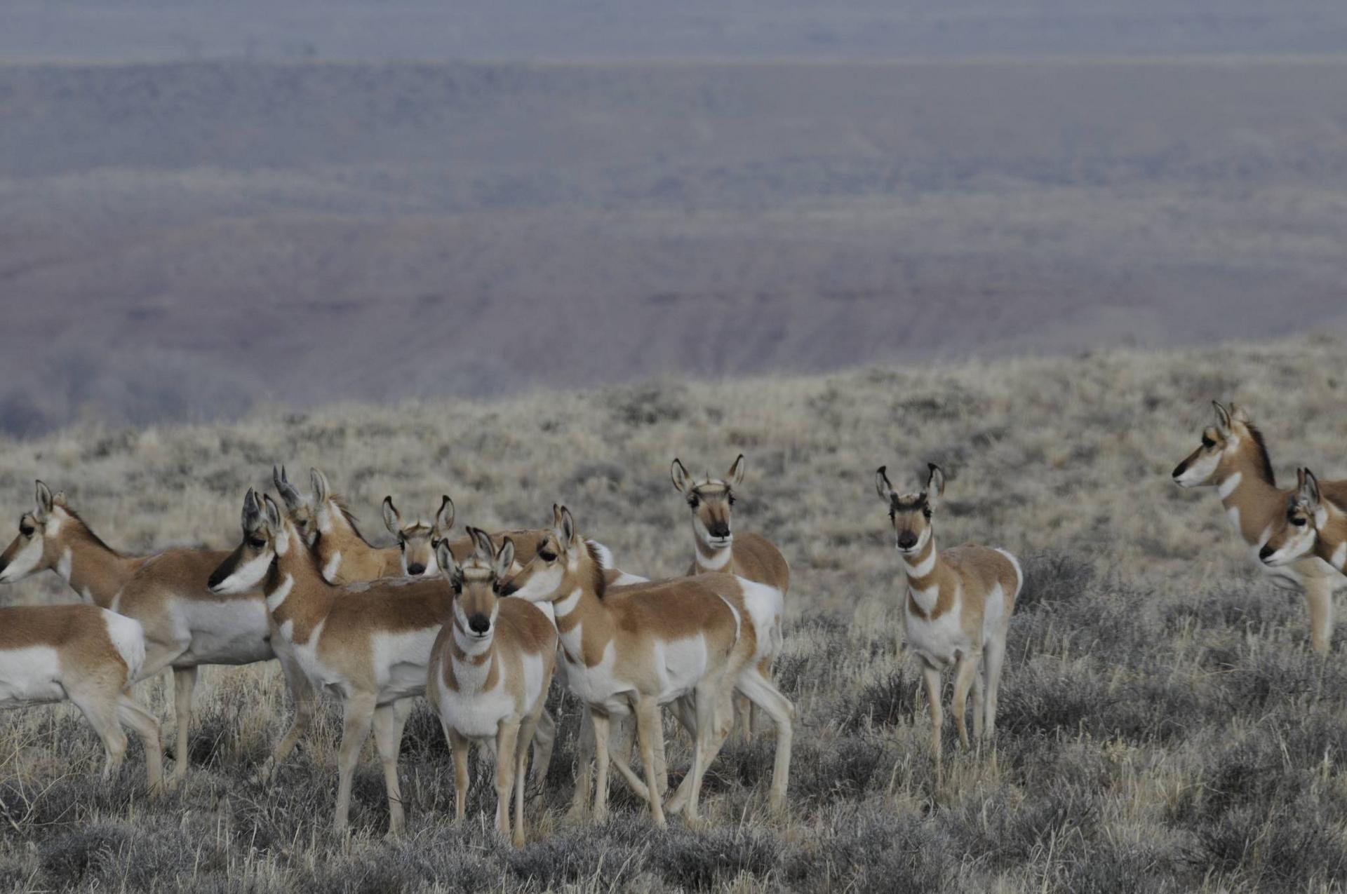 Pronghorn-at-CBC-site.jpg