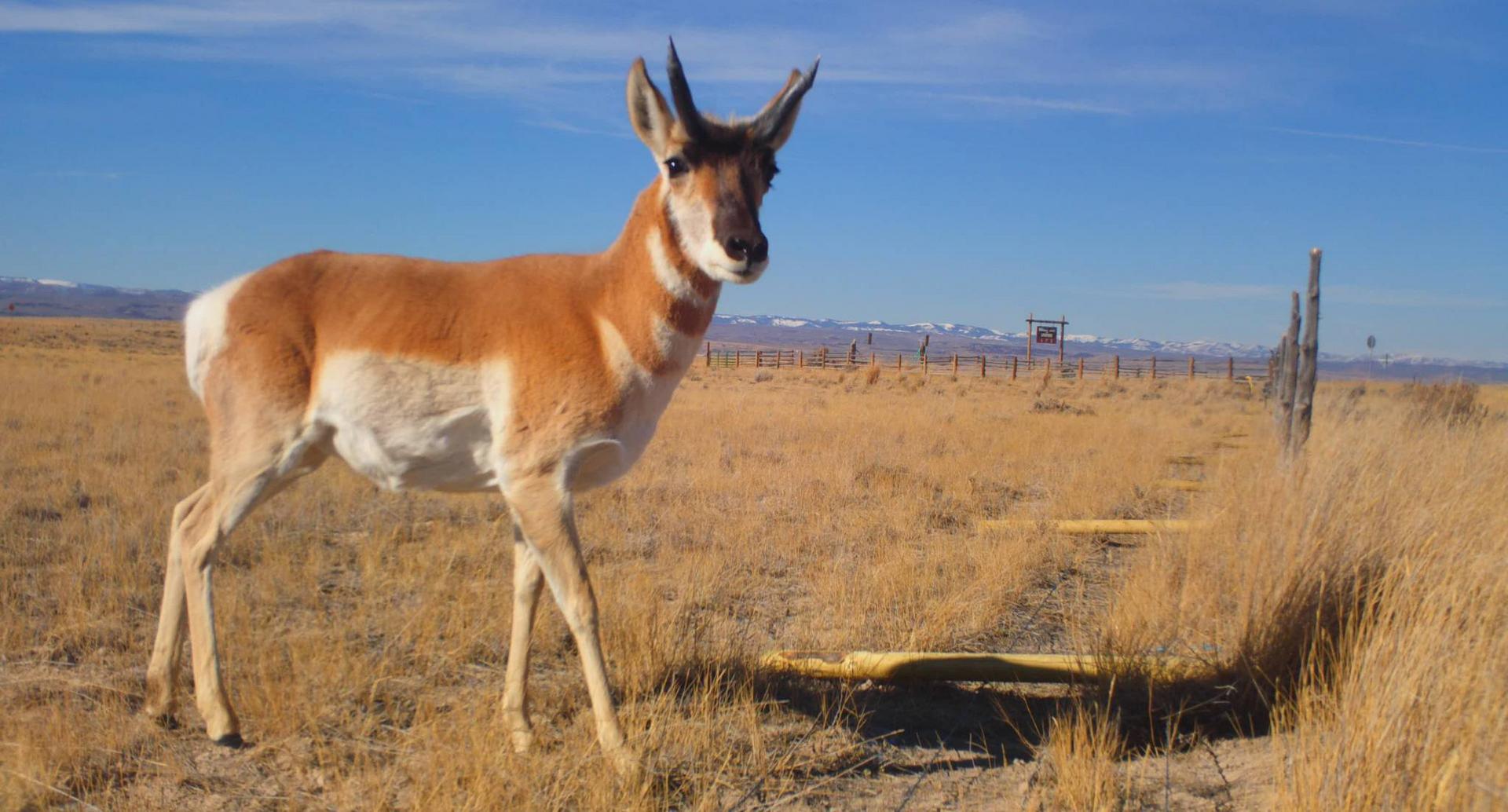 11-27-2021_pronghorn_crossing_let-down_fence_across_the_road_from_the_Woodruff_Cooperative_WMA.jpg