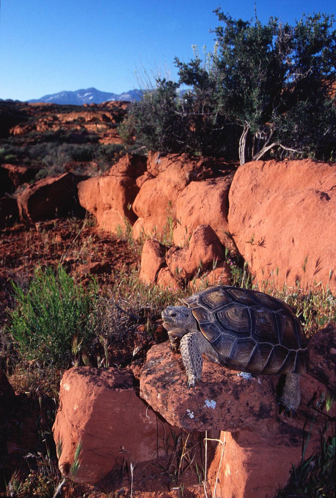 desert-tortoise-LC.jpg