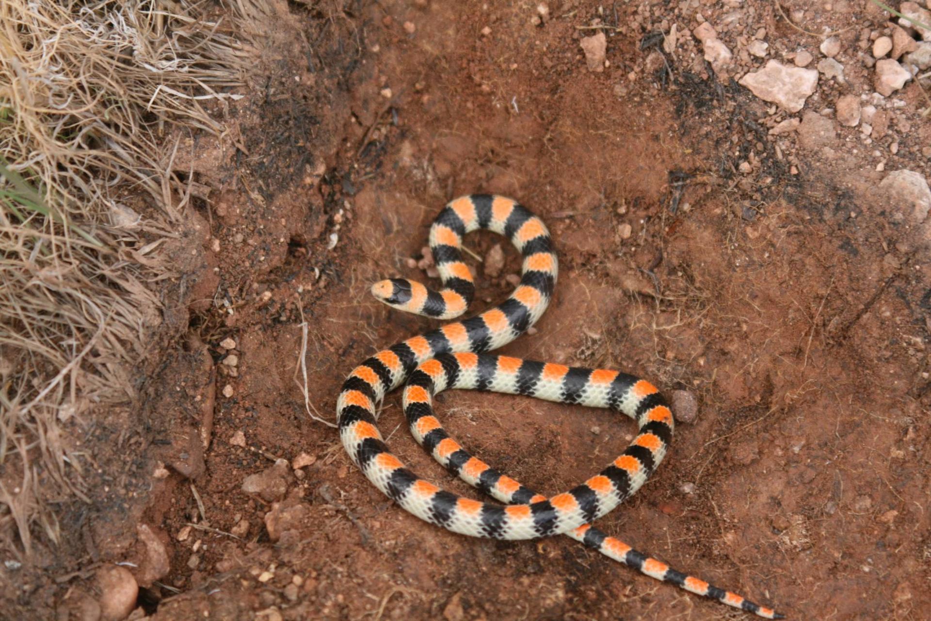 ground-snake-photo-credit-Nicki-Frey1.jpg