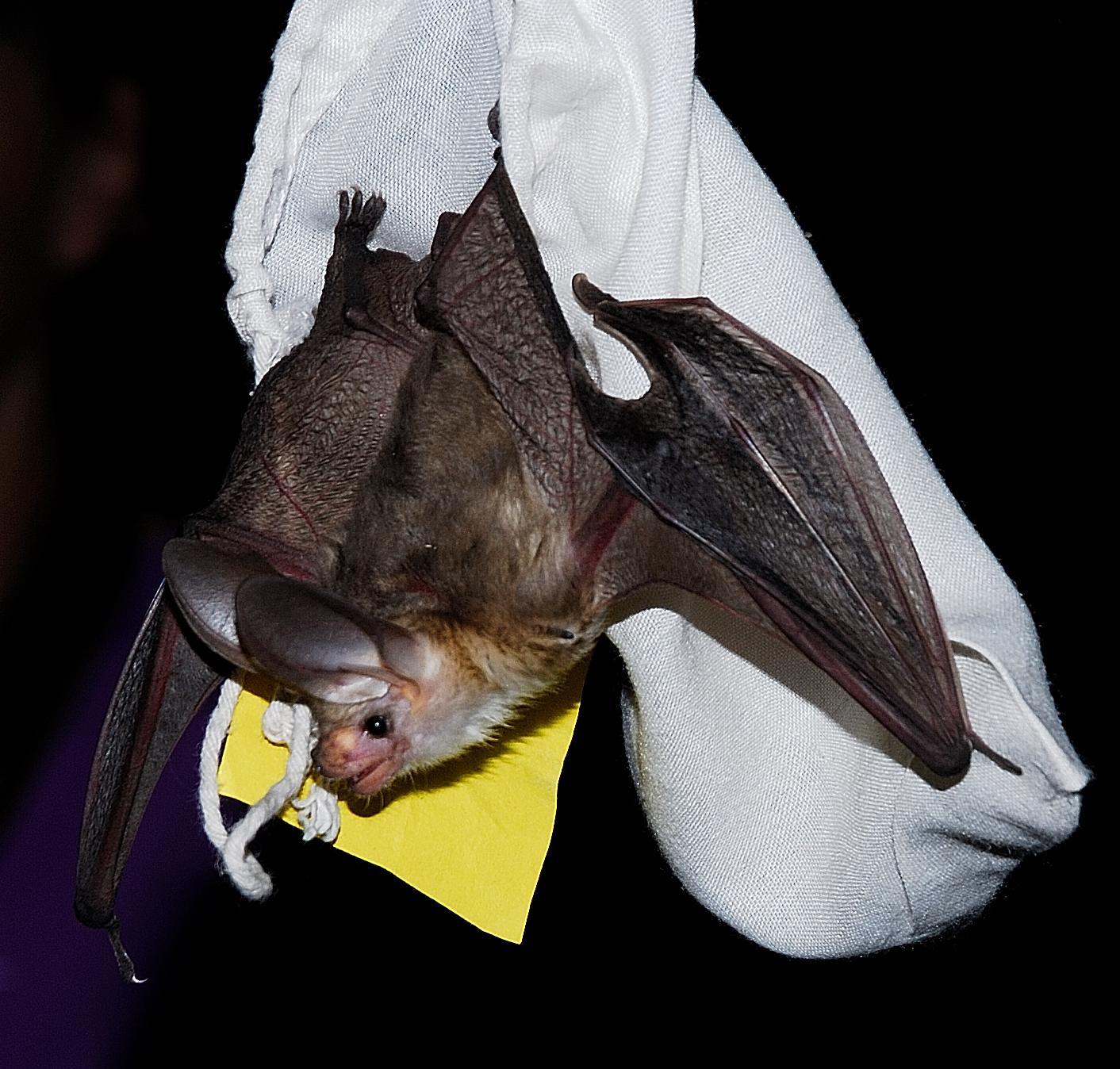 Bat-hangs-from-capture-bag.-2013-Bat-Watch.-Brent-Stettler-photo-10.jpg