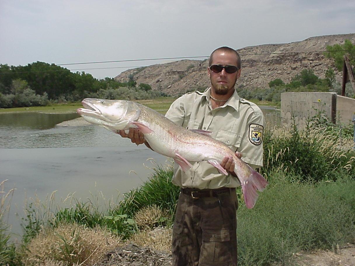 Colorado-pikeminnow-one-of-four-federally-listed-endangered-and-threatened-fish-species-in-the-Upper-Colorado-River-Basin..jpg