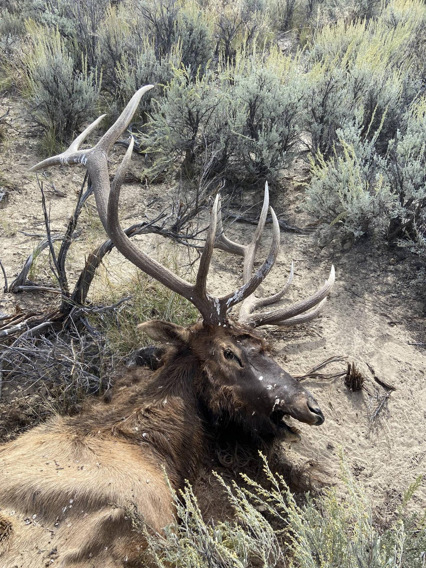 Conservation-officers-are-seeking-information-about-a-trophy-elk-killed-in-Garfield-County-in-2023.jpg