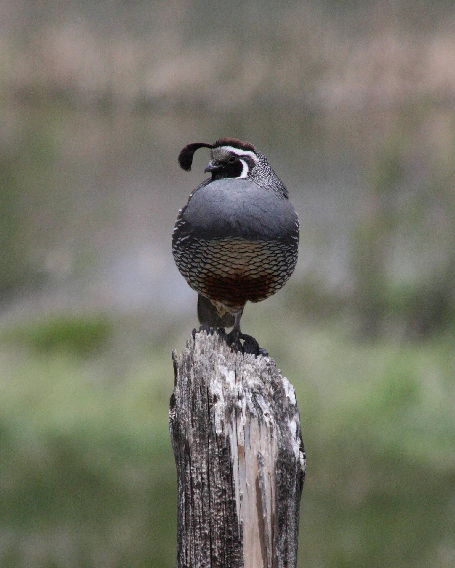 California-quail.jpg