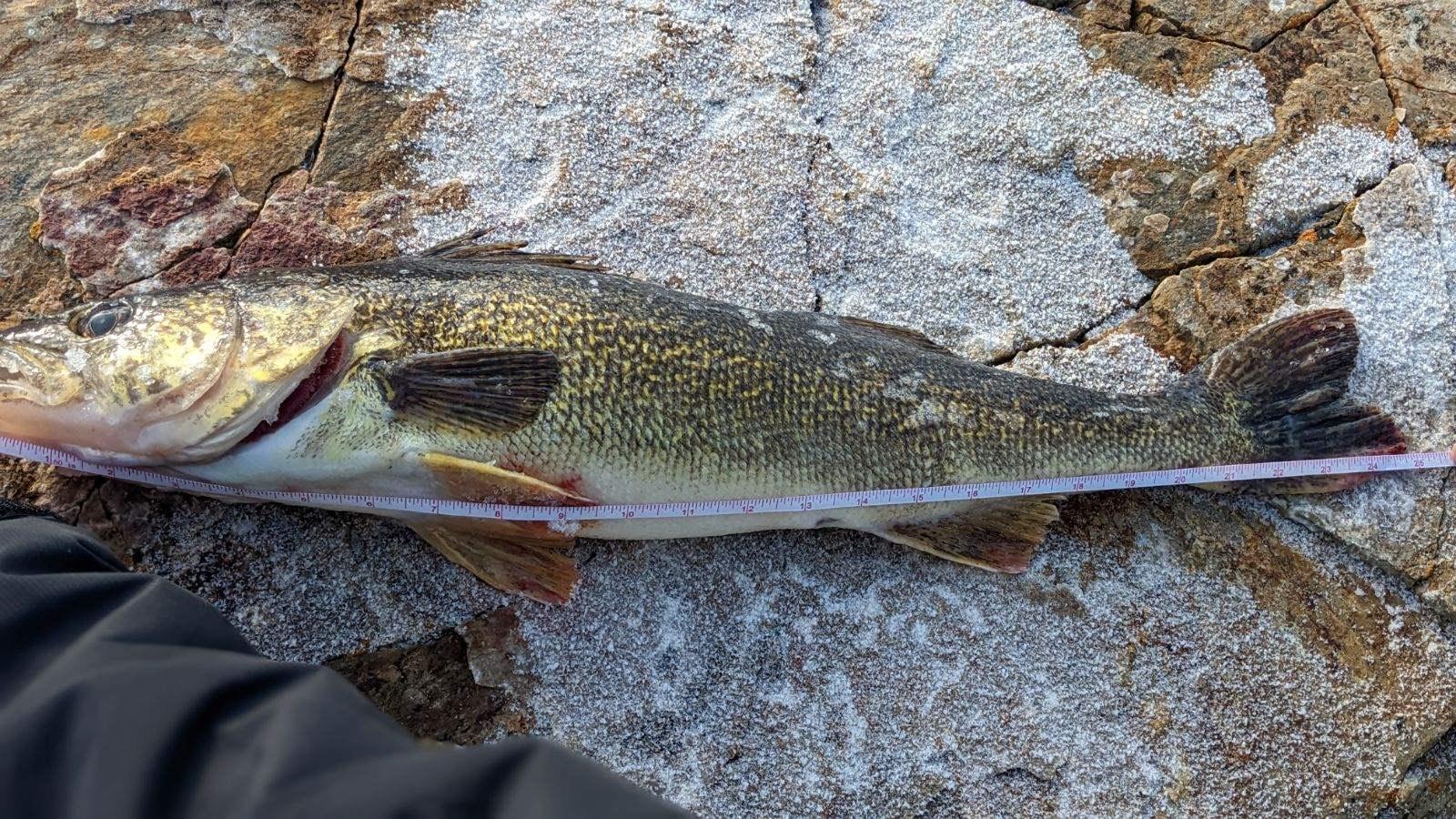Walleye-illegally-introduced-at-Strawberry-Reservoir-caught-on-Dec.-21-2023-Photo-credit-Sam-Broderick.jpg