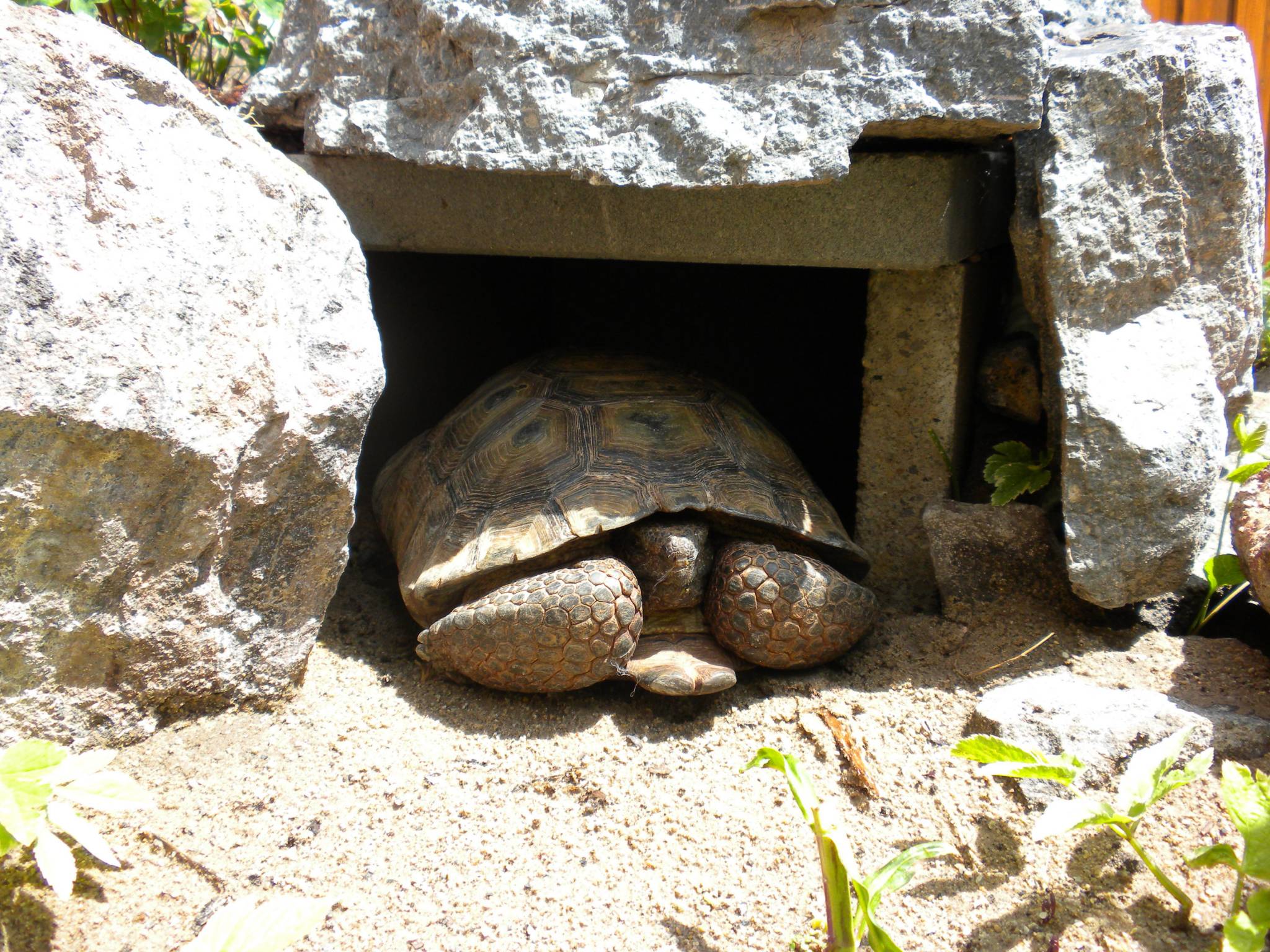 tortoise3.jpg