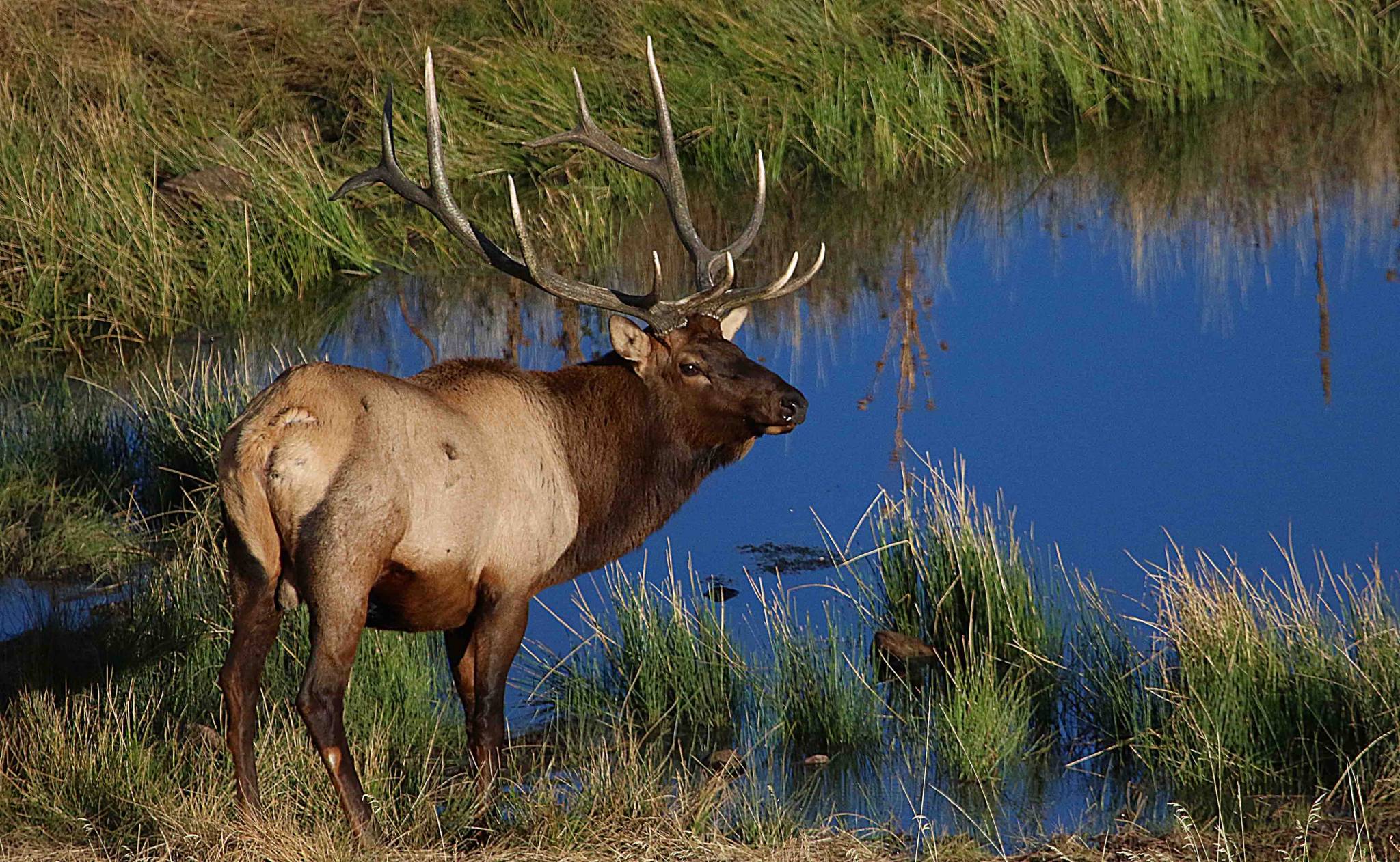 2019_Bull-Elk-September.jpg