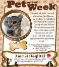 10-28-NEW-Brown-Pet-of-the-Week-CC-Shelter-2x4-1.jpg