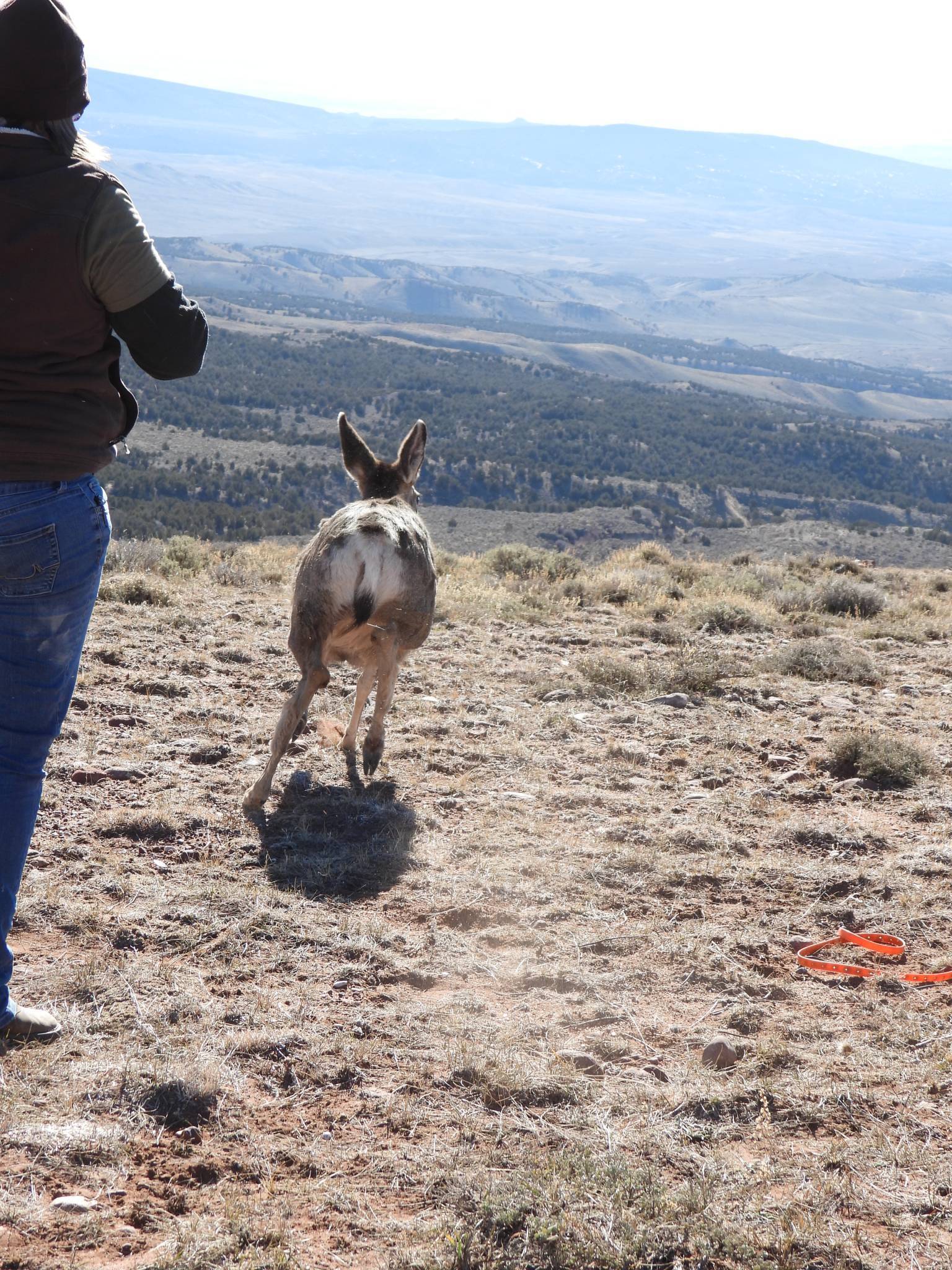 2021_Doe-Mule-Deer-Release_Captures.jpg