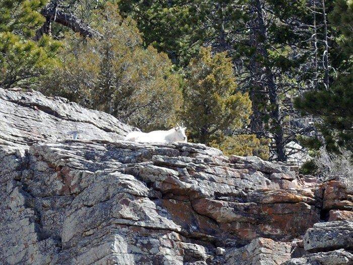 3-16-18_mountain_goat.jpg