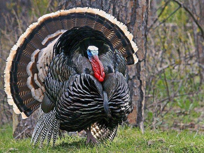 3-2-18_turkey.jpg