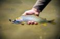 4-11-2016_Bonneville_cutthroat_trout.jpg