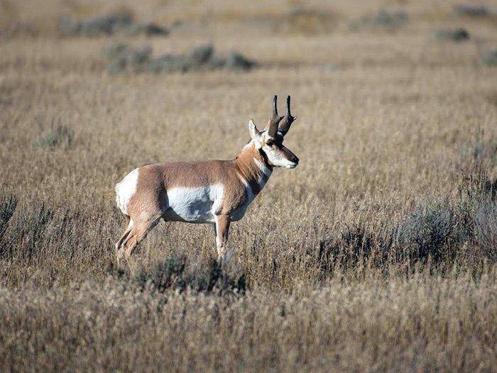 4-27-18_buck_pronghorn.jpg