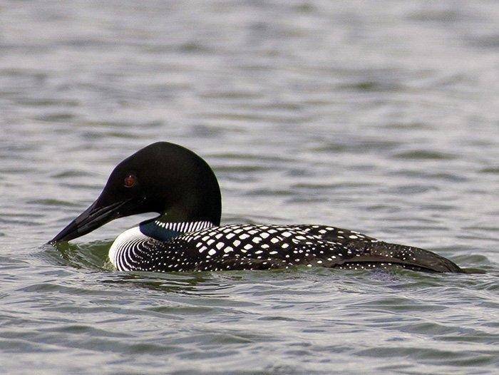 4-6-18_loon.jpg