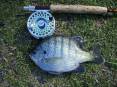 5-25-18_bluegill.jpg