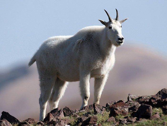 7-27-18_mountain_goat.jpg