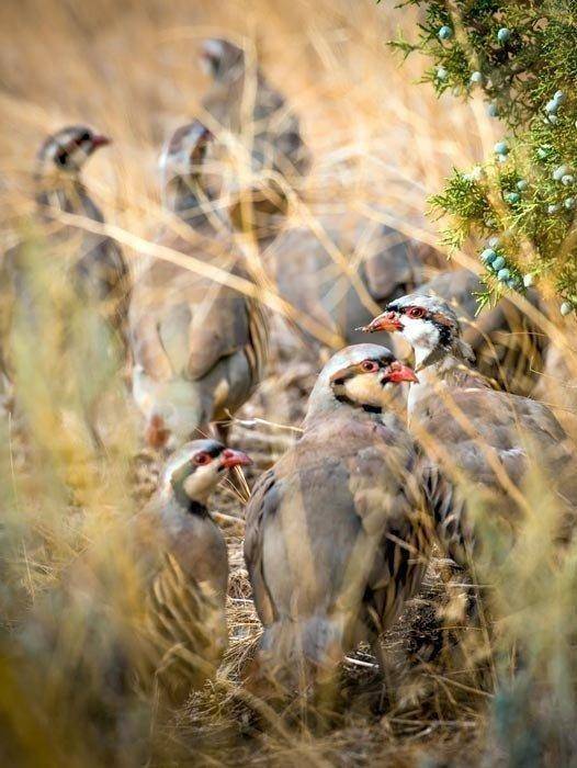 9-21-18_chukar_partridges.jpg