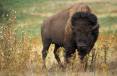 American_bison_k5680-1.jpg