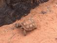 Baby-Desert-Tortoise-June-2021.jpg