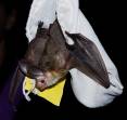 Bat-hangs-from-capture-bag.-2013-Bat-Watch.-Brent-Stettler-photo-10.jpg
