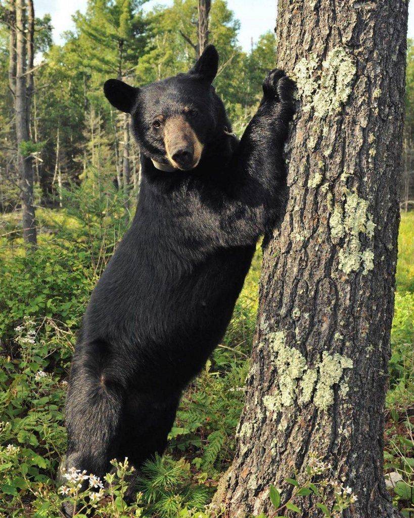 Bear-by-pine.jpg