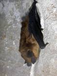 Big-Brown-Bat-Logan-Cave.jpg
