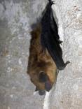 Big-Brown-Bat-Logan-Cave-scaled.jpg