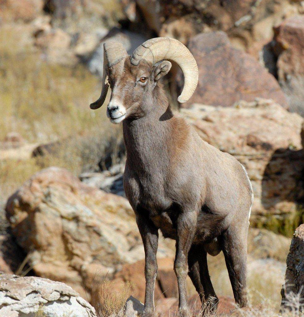 Big-horn-sheep.jpg