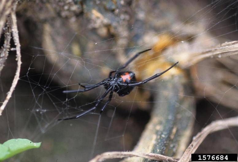 Black-WIdow1.jpg