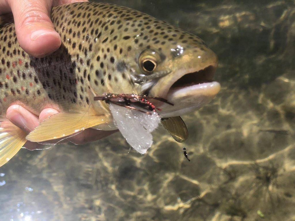 Brown-Trout-scaled.jpg