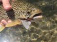 Brown-Trout-scaled.jpg