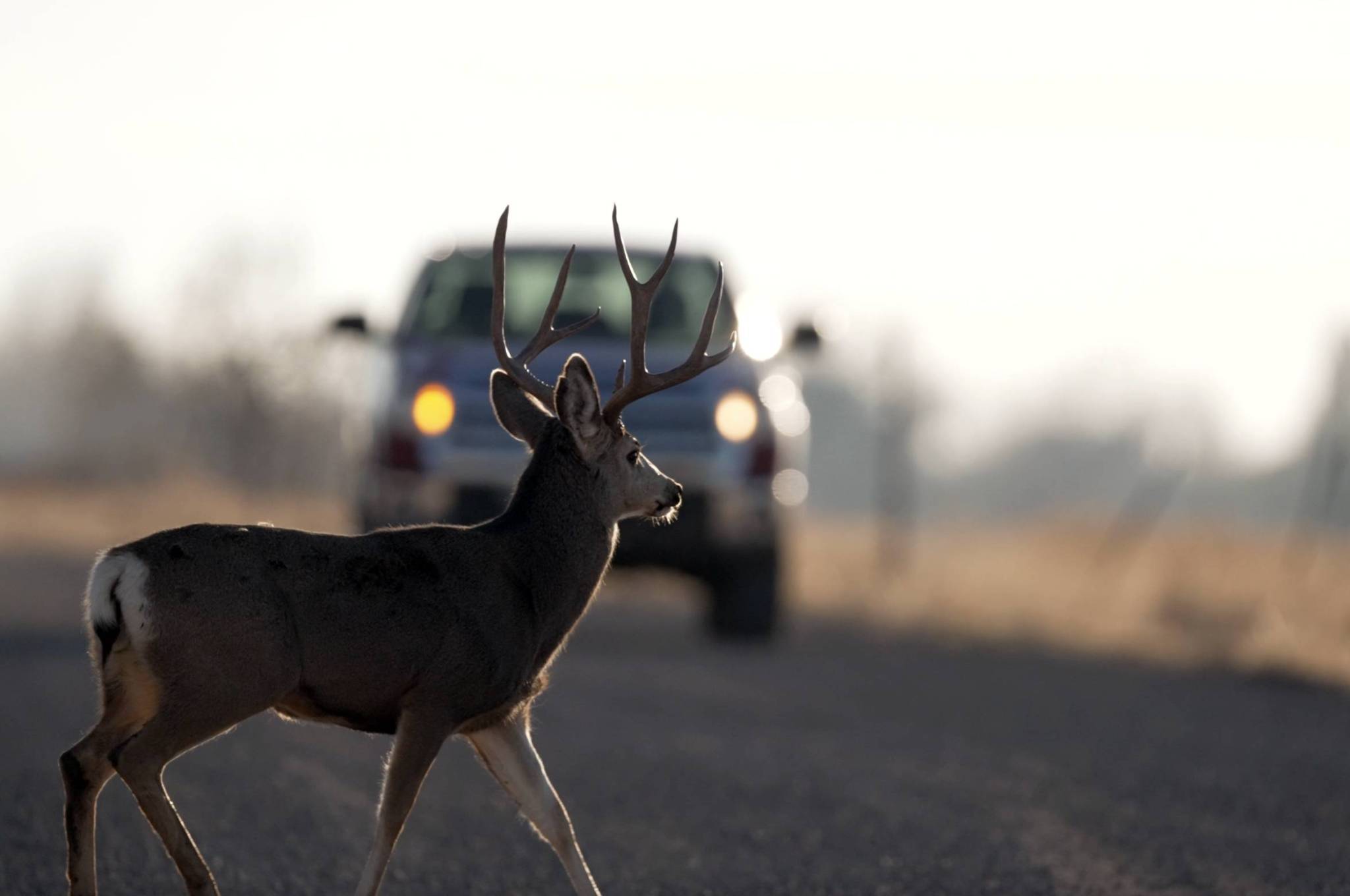 Buck-deer-in-road-with-truck_02_Oak-City_November-2022.jpg