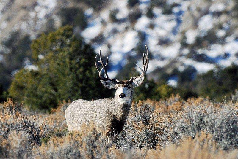 Carbon-Co.-buck-on-12-13-by-Brent-Stettler_094.jpg