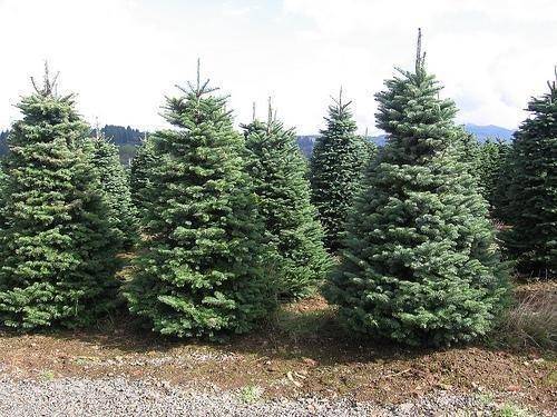 Christmas-Trees.jpg