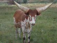 Close-up-cattle1.png
