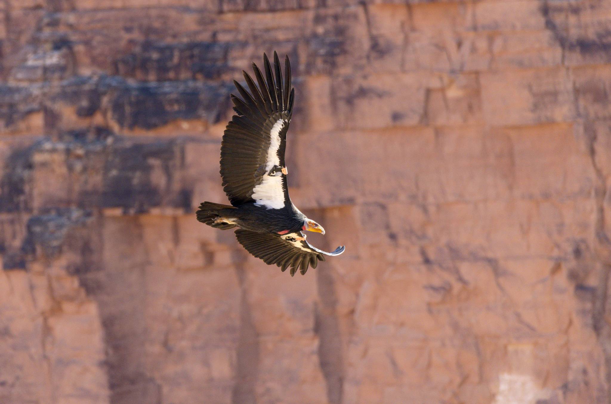 Condor-in-flight_Credit_Jim-Shane.jpg