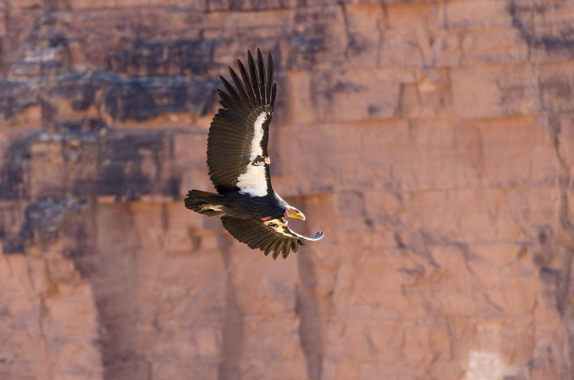 Condor-in-flight_Credit_Jim-Shane-scaled.jpg