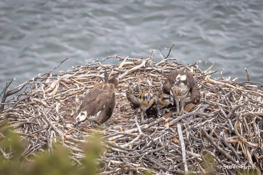 Copy-of-Osprey-Flaming-Gorge-3.jpg