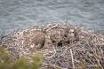 Copy-of-Osprey-Flaming-Gorge-3.jpg