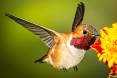 Copy-of-rufous.jpg