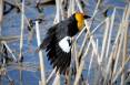 Copy-of-wing-of-yellow-headed-blackbird-scaled.jpg