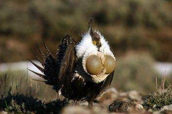 DWR-Sage-Grouse.jpg