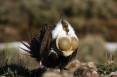 DWR-Sage-Grouse.jpg